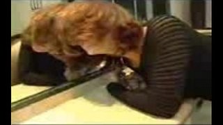 ���ਟਕਾਉਣ ਅਤੇ assfucked